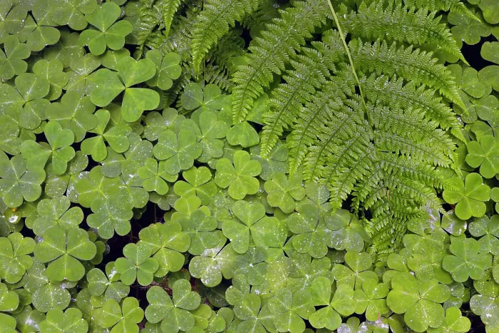 Framed Print : Pattern in wood Sorrel. Redwood National Park, California Date: 03-06-2009