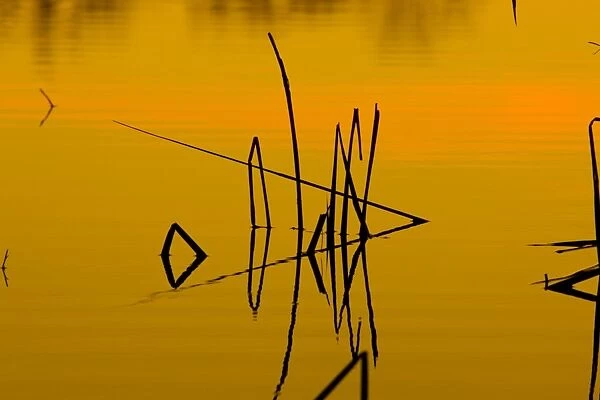 Patterns of reeds in lake at sunset, Arizona