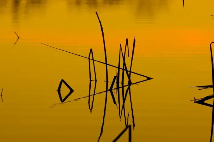 Framed Print : Patterns of reeds in lake at sunset, Arizona Framed Print : Patterns of reeds in lake at sunset, Arizona