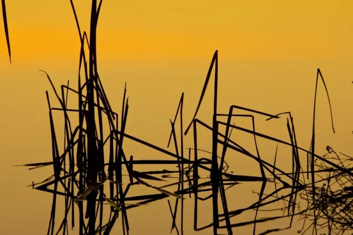 Framed Print : Patterns of reeds in lake at sunset, Arizona Framed Print : Patterns of reeds in lake at sunset, Arizona