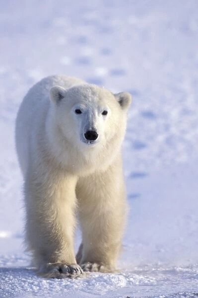 PB_22666. SE-1128. Polar Bear. Wapusk National Park - Manitoba - Canada