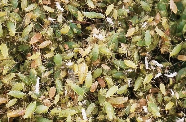 Pea Aphids SPH 2693 Huge swarm of greenfly, UK Acyrthosiphon pisum © Steve Hopkin  /  ARDEA LONDON