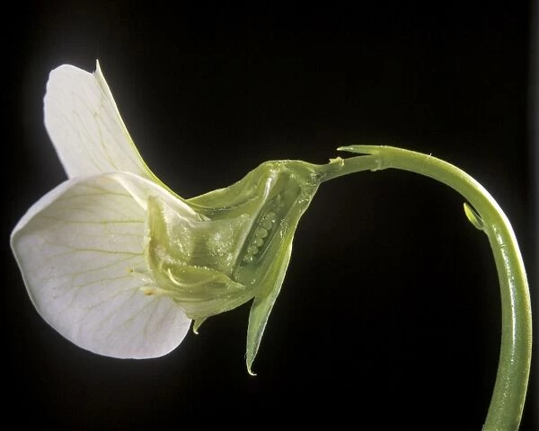 Pea - Petit Pois flower