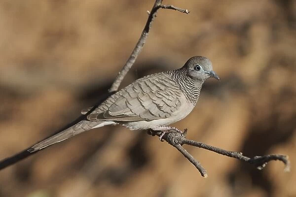 Peaceful Dove - Found throughout most of Australia except the southwest. Inhabits open country with some trees and shrubs with access to water. Manning Gorge, Kimberleys, Western Australia