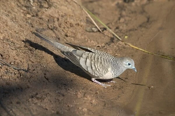 Peaceful Dove - At drinking pool - Found throughout most of Australia except the southwest. Inhabits open country with some trees and shrubs with access to water. Manning Gorge, Kimberleys, Western Australia