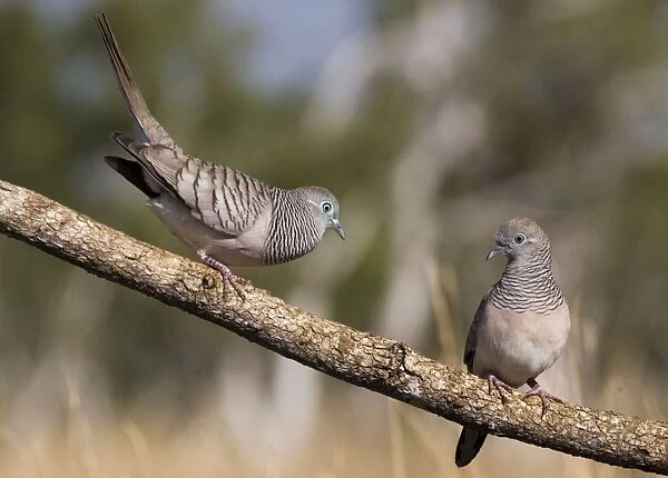 Peaceful Dove - male displaying to female Common in well watered open country, woodlands and into country towns, across north, east and central Australia. Near a cattle trough along the Gibb River Road, Kimberley, Western Australia