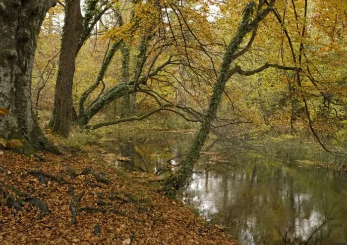 Framed Print : Peaceful woodland pond amongst beech trees, in autumn Framed Print : Peaceful woodland pond amongst beech trees, in autumn