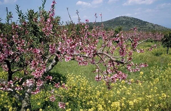 Peach Blossom - in orchard South Greece