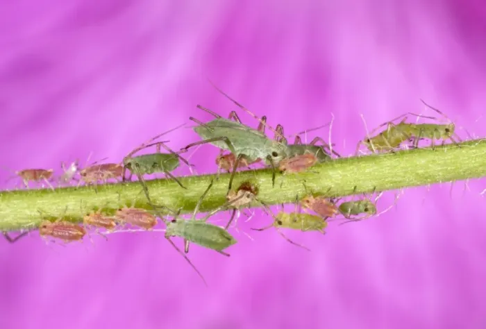 Framed Print : Peach-Potato Aphid / Common Greenfly - Group of juveniles on plant stem UK Pest of wide range of garden plants Framed Print : Peach-Potato Aphid / Common Greenfly - Group of juveniles on plant stem UK Pest of wide range of garden plants