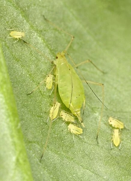 Peach-Potato Aphid  /  Common Greenfly - Mother with young on leaf of broad bean plant Pest of wide range of garden plants UK Garden