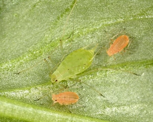 Peach-Potato Aphid  / Common Greenfly - Mother with juveniles (pink variety) on leaf of broad bean plant Pest of wide range of garden plants Location: UK garden