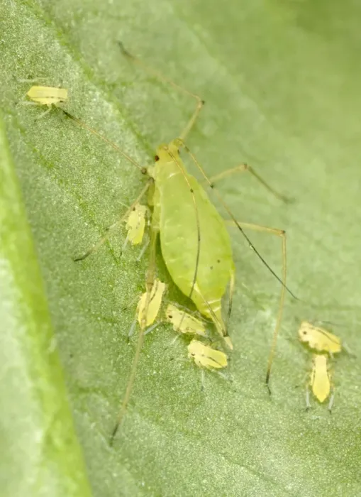 Framed Print : Peach-Potato Aphid / Common Greenfly - Mother with young on leaf of broad bean plant Pest of wide range of garden plants UK Garden Framed Print : Peach-Potato Aphid / Common Greenfly - Mother with young on leaf of broad bean plant Pest of wide range of garden plants UK Garden