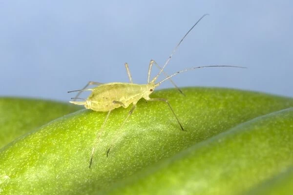 Peach-Potato Aphid  /  Common Greenfly - Single adult on leaf of broad bean plant Pest of wide range of garden plants UK Garden