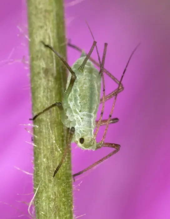 Framed Print : Peach-Potato Aphid / Common Greenfly - Single specimen on plant stem Pest of wide range of garden plants UK Framed Print : Peach-Potato Aphid / Common Greenfly - Single specimen on plant stem Pest of wide range of garden plants UK
