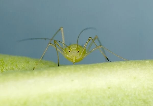 Peach-Potato Aphid - ‘Head on view of single adult on leaf of broad bean plant Note rostrum for piercing plant Common Greenfly Pest of wide range of garden plants Location: English garden, UK