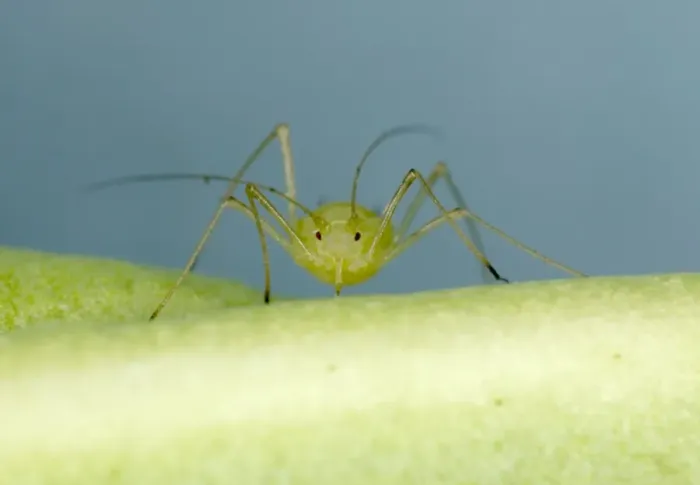 Framed Print : Peach-Potato Aphid - ‘Head on view of single adult on leaf of broad bean plant Note rostrum for piercing plant Common Greenfly Pest of wide range of garden plants Location: English garden, UK