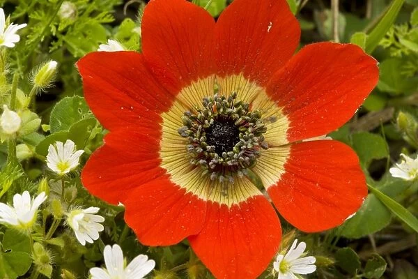 Peacock Anemone ( Anemone pavonina), scarlet form, in flower in spring, Peloponnese, Greece