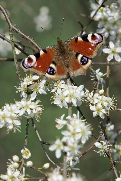 Peacock Butterfly - on blackthorn blossom (Prunus spinosa), Lower Saxony, Germany