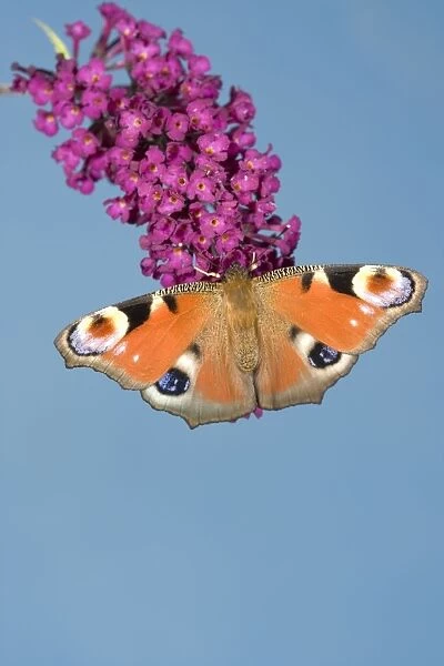 Peacock Butterfly - on buddleia