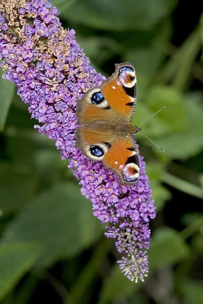 Peacock Butterfly on Buddleia Bush (Buddleia davidii) - England - UK - Found in gardens amd many other habitats March through October and hibernates as an adult - Larval food plant is stinging nettles