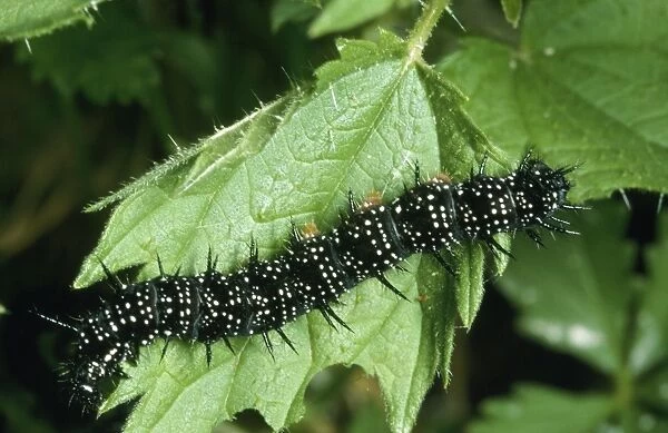 Peacock Butterfly - Caterpillars on food plant, nettle