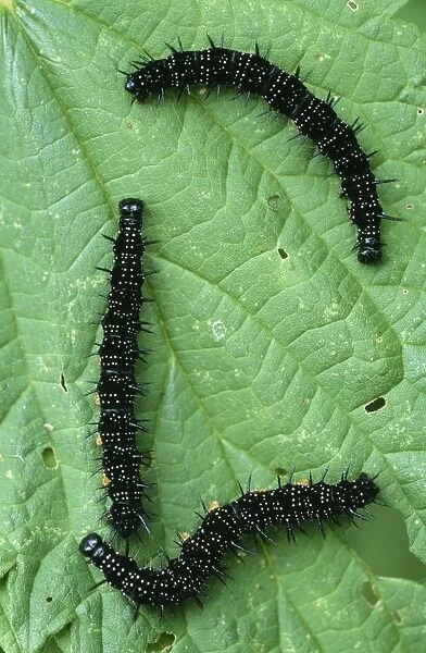 Peacock Butterfly - Caterpillars on food plant, nettle