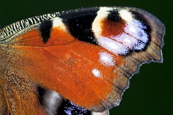 Peacock Butterfly - Close up of wing, Wiltshire, England, UK