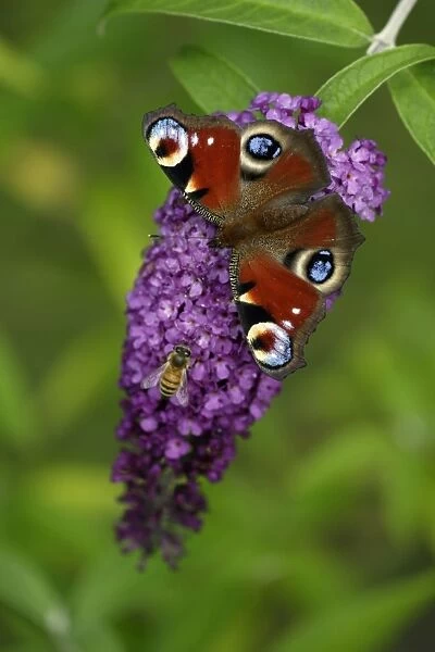 Peacock Butterfly- feeding on Buddleia plant blossom alongside insect, Lower Saxony, Germany