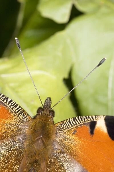 Peacock butterfly (Inachis io), close up of antennae. Dorset
