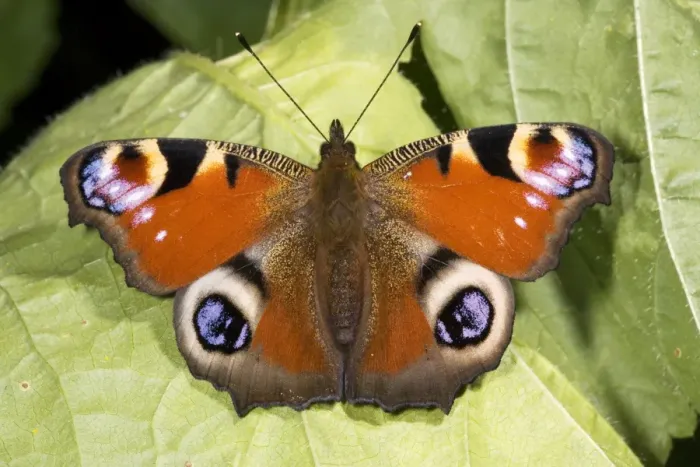 Framed Print : Peacock butterfly (Inachis io), sunbathing; Dorset Framed Print : Peacock butterfly (Inachis io), sunbathing; Dorset