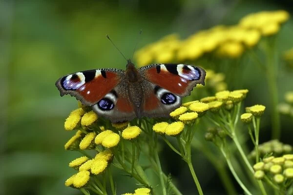 Peacock Butterfly- resting in the sun, in garden, Lower Saxony, Germany