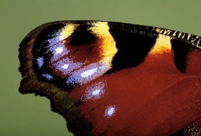 Framed Print : Peacock Butterfly - detail of the wing Framed Print : Peacock Butterfly - detail of the wing
