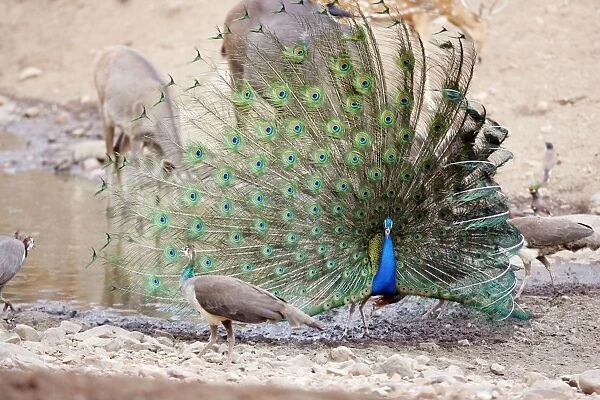 Peacock - displaying to peahen. Ranthambhore National Park, Rajaasthan, India