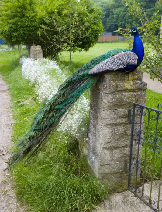 Framed Print : Peacock - male sitting on gate post. Oxon Garden, UK Framed Print : Peacock - male sitting on gate post. Oxon Garden, UK
