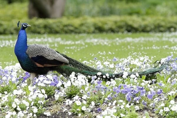 Peacock - male standing in bed of pansies - in park - Hessen - Germany