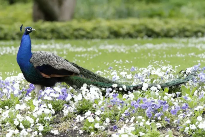 Framed Print : Peacock - male standing in bed of pansies - in park - Hessen - Germany Framed Print : Peacock - male standing in bed of pansies - in park - Hessen - Germany