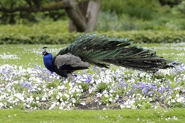 Peacock - male standing in bed of pansies - shaking tail feathers - Hessen - Germany
