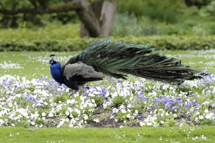 Framed Print : Peacock - male standing in bed of pansies - shaking tail feathers - Hessen - Germany Framed Print : Peacock - male standing in bed of pansies - shaking tail feathers - Hessen - Germany
