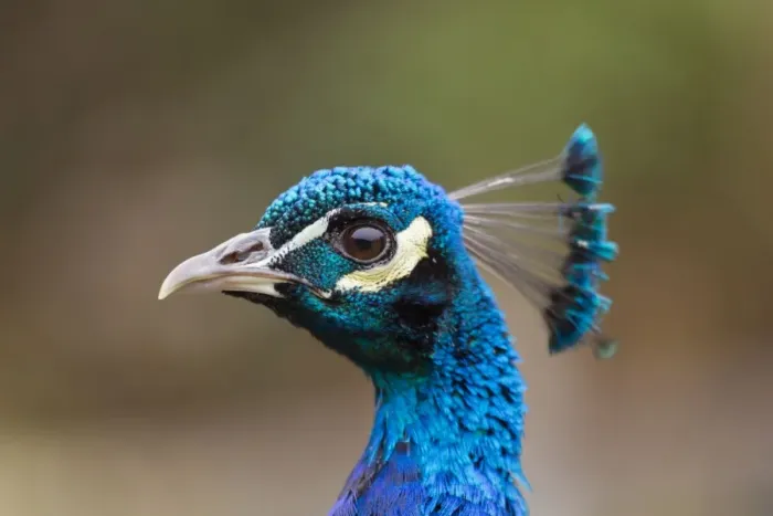 Framed Print : Peacock - male - UK Framed Print : Peacock - male - UK