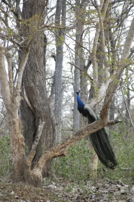 Framed Print : Peacock - Male in woods, India Framed Print : Peacock - Male in woods, India