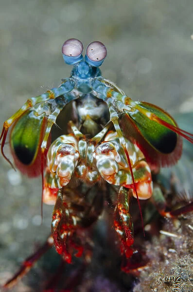 Peacock Mantis Shrimp -Melasti dive site, Seraya, Kubu district, Karangasem, Bali, Indonesia, Indian Ocean Date: 08-Nov-19