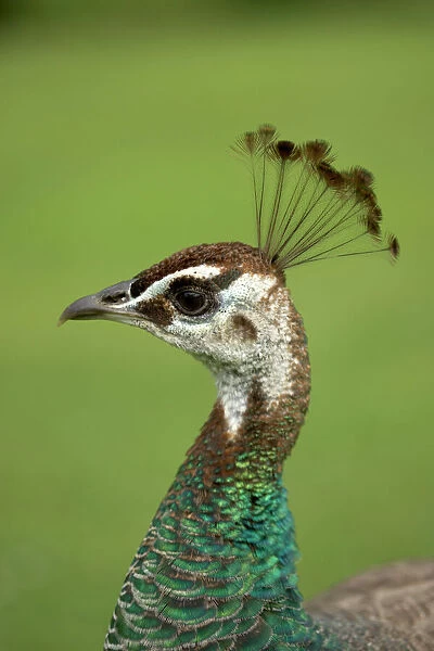 Peacock  /  Peafowl - Head of female  /  Peahen Location: Ornamental garden, UK