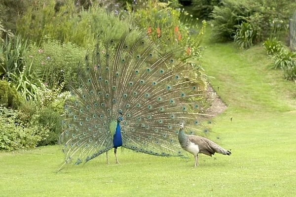 Peacock  /  Peafowl - Male displaying to female  /  Peahen Location: Ornamental garden, UK