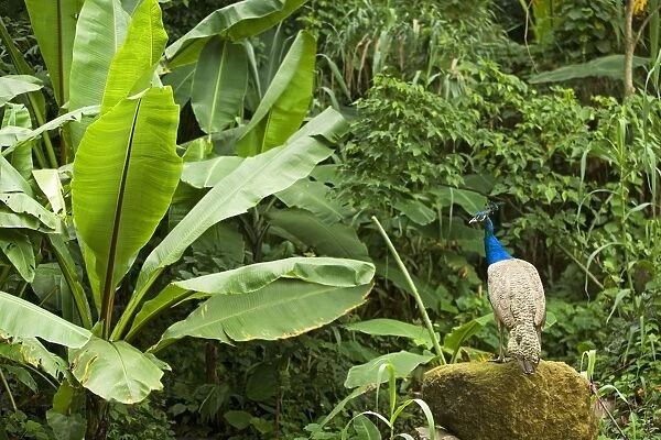 Peacock - in Rainforest, Guatemala