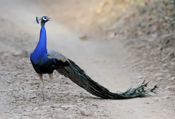 Framed Print : Peacock - Ranthambhore National Park, Rajasthan, India Framed Print : Peacock - Ranthambhore National Park, Rajasthan, India