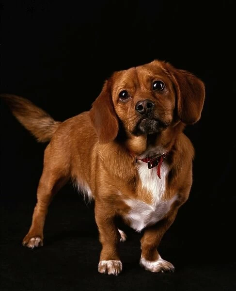 Peagle Dog - a crossbreed between a Pekingese and a Beagle