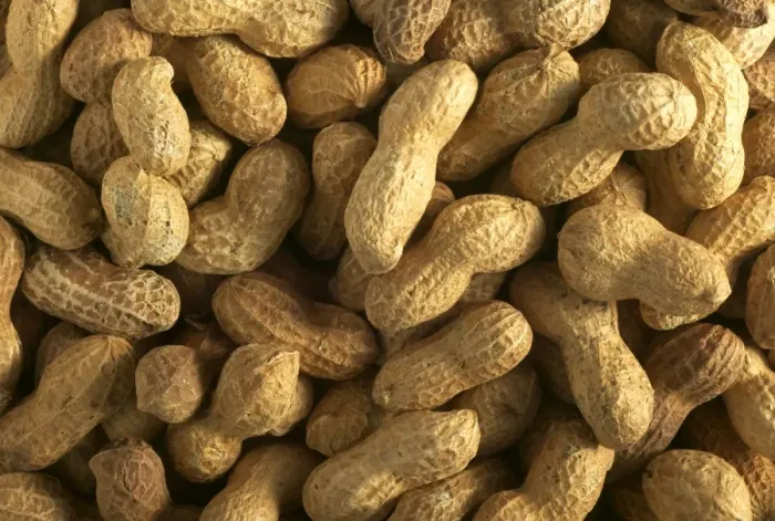 Framed Print : Peanuts. LA-912. Groundnuts / Peanuts. Jean Michel Labat Framed Print : Peanuts. LA-912. Groundnuts / Peanuts. Jean Michel Labat