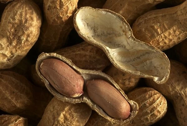 Peanuts. LA-908. Groundnuts  /  Peanuts - showing seed case