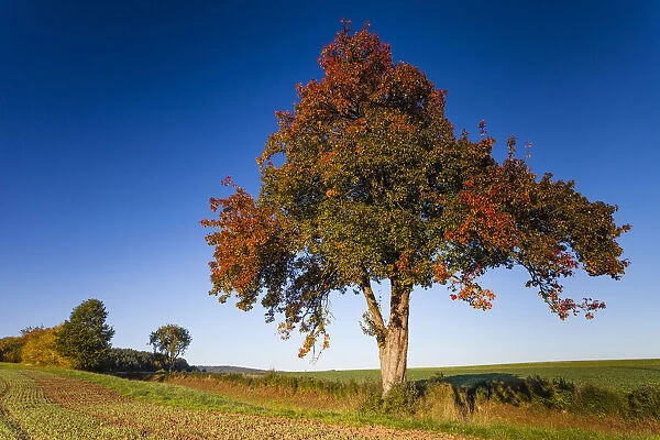 Pear Tree, in autumn color, standing between arable fields, Hessen, Germany