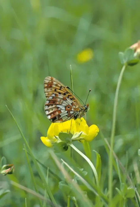 Framed Print : Pearl-Bordered Fritillary Framed Print : Pearl-Bordered Fritillary